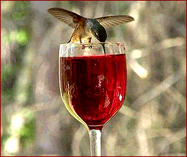 A hummingbird samples the vintage at Black Mesa Winery, Velarde, NM